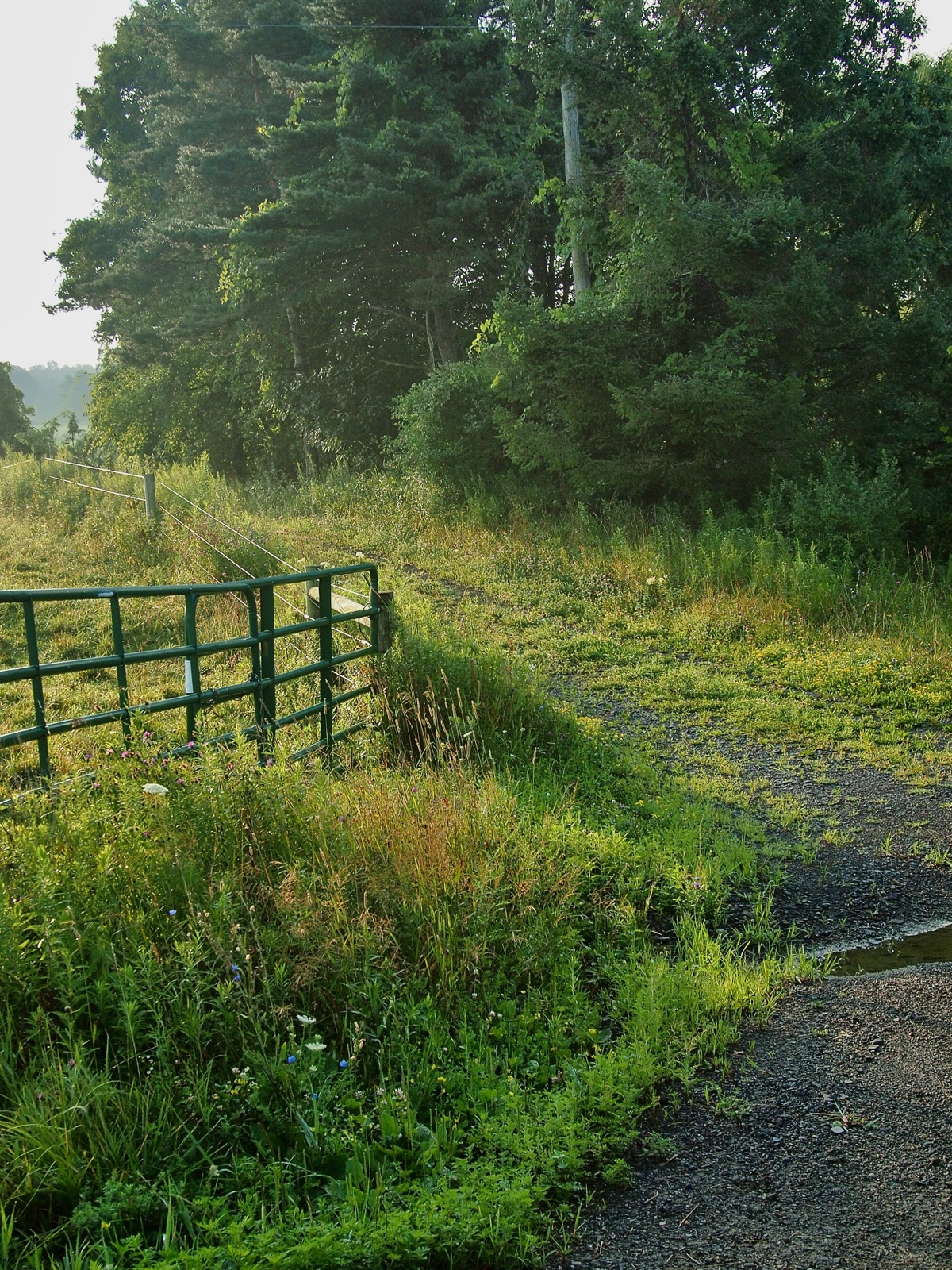 Little dirt road into a field