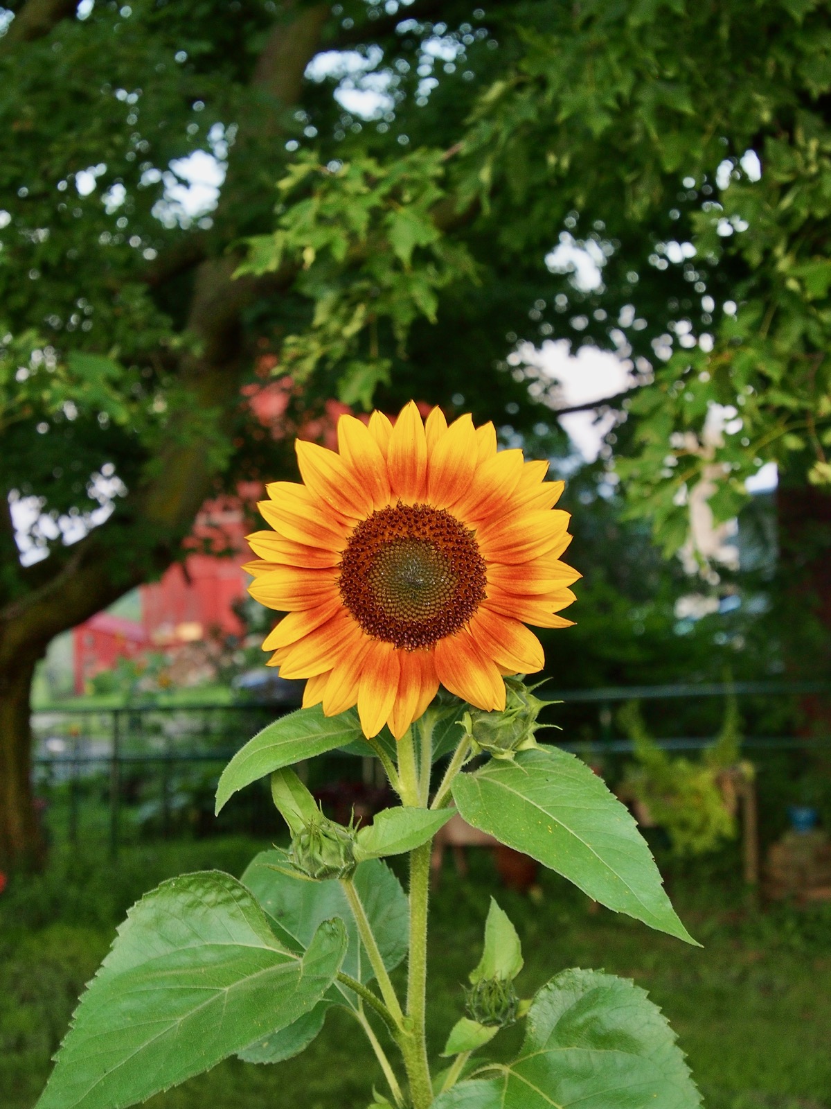 Yellow and orange sunflower blossom.