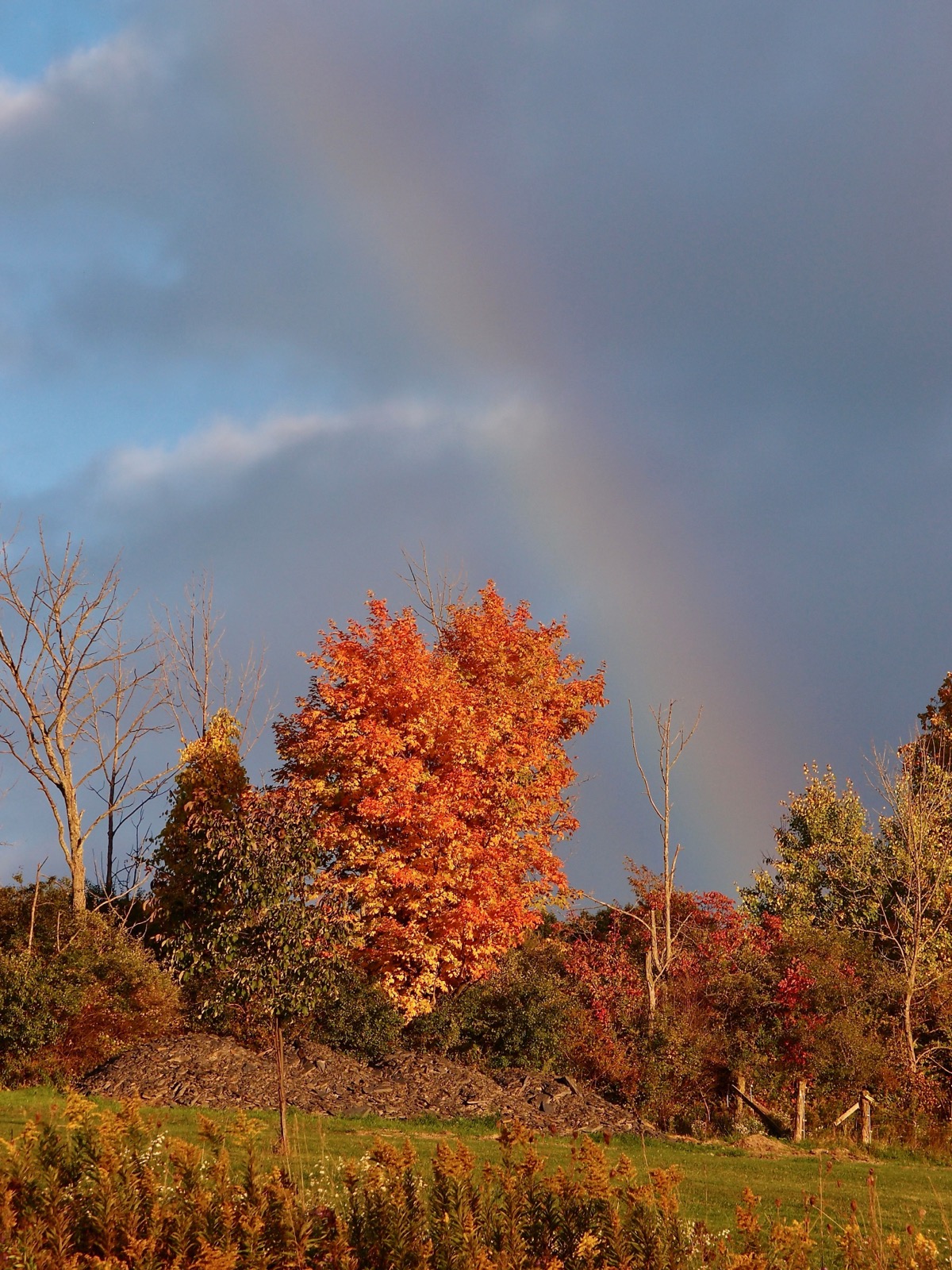 Portion of a rainbow above a tree with orange and gold fall leaves.