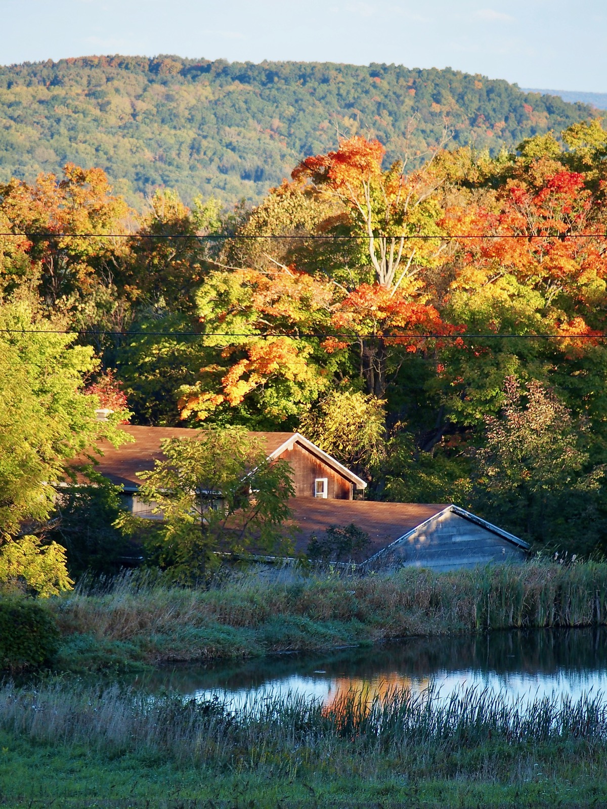 Country road in shadow with trees in fall colors lining one side illuminated by the rising sun.