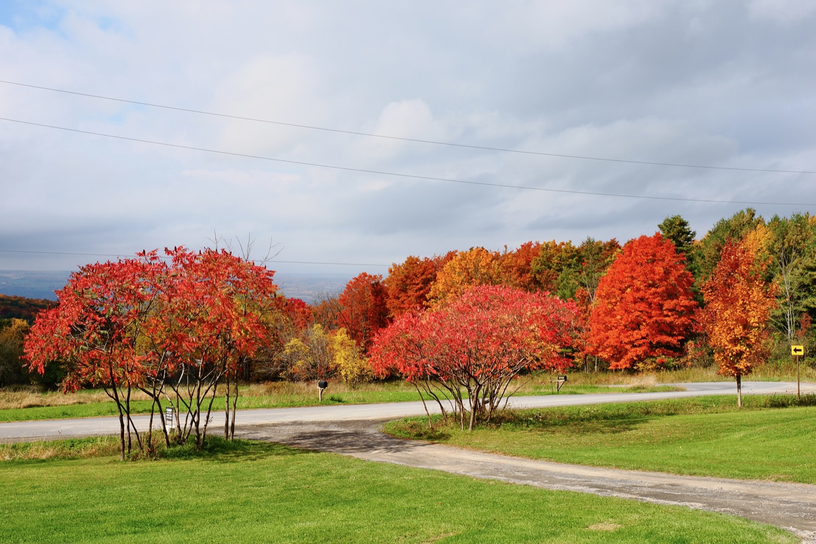Fall foliage in a rural yard.
