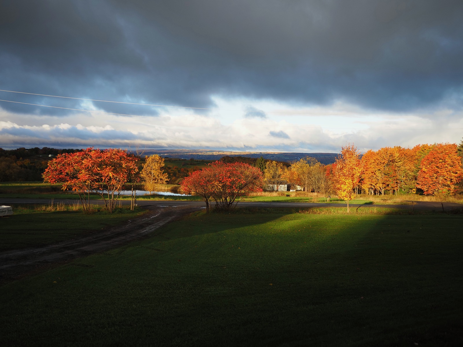 Trees in fall colors illuminated in low morning sun beneath dark clouds.